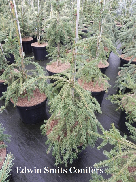 Picea abies 'Mntsl Weeping'